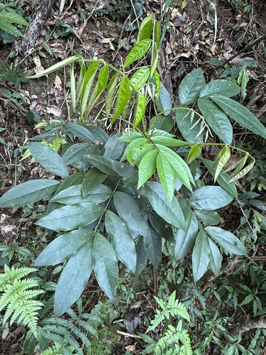 Euchresta formosana iNat (3)