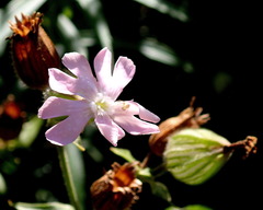 Silene × hampeana