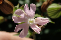 Silene × hampeana
