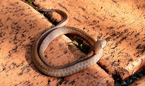 Brown Tree Snake sighting