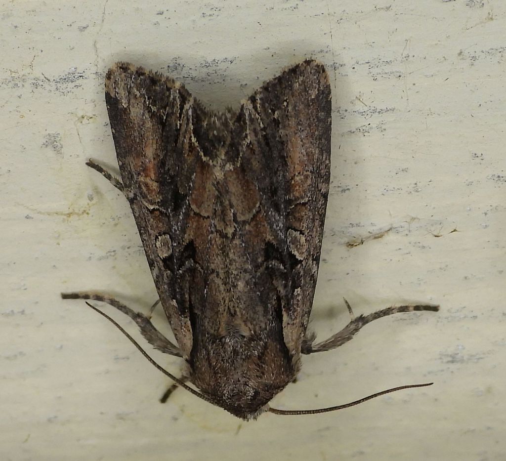 Nevada Arches Moth
