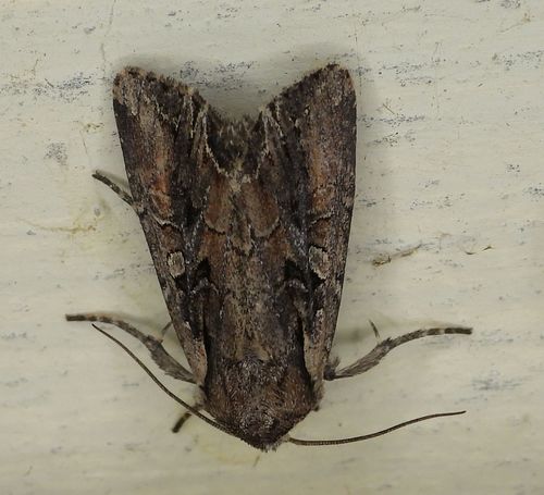 Nevada Arches Moth