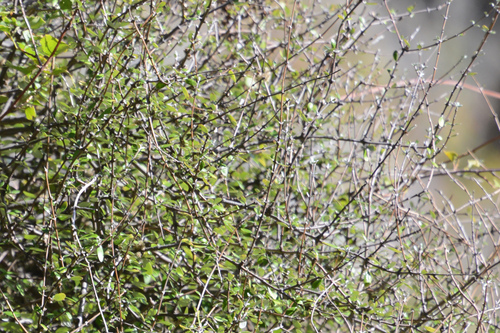 Small-leaved tree daisy (Olearia fimbriata)