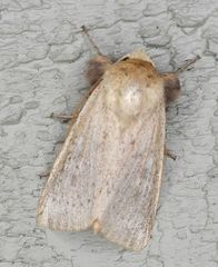 Leucania pseudargyria