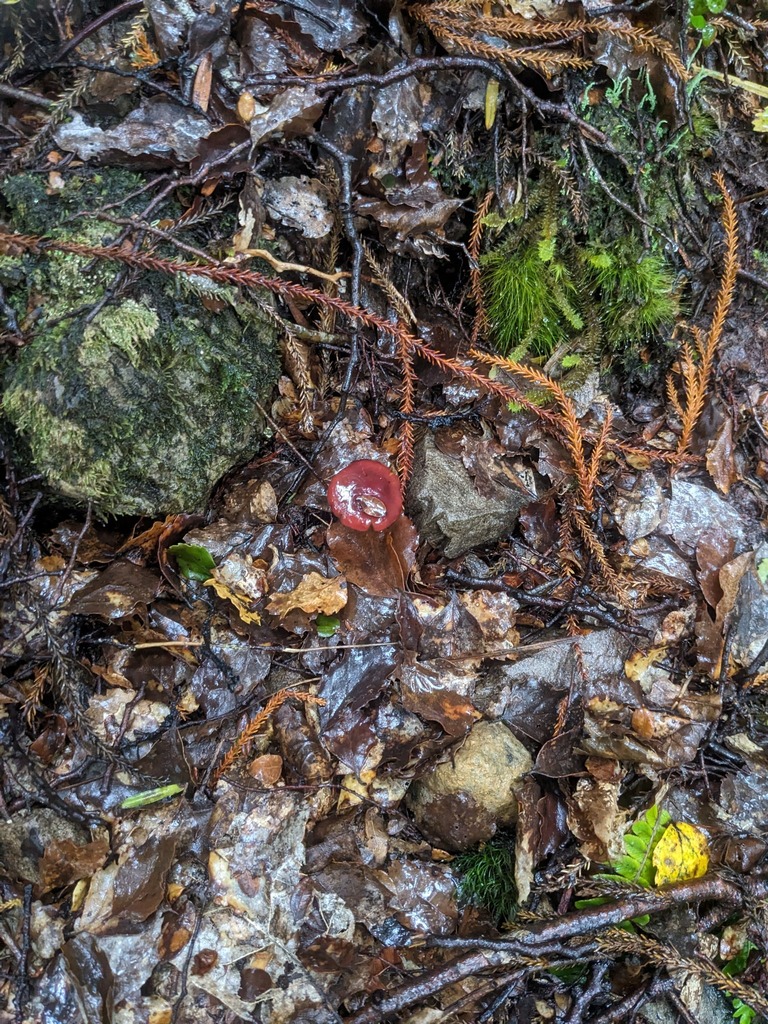 Cortinarius cardinalis · April 2025 · photo: © haydenj (iNaturalist, cc-by)