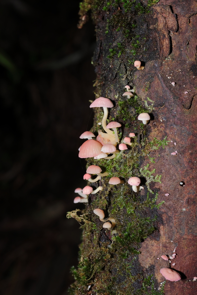 Mycena roseoflava · April 2025 · photo: © haydenj (iNaturalist, cc-by)