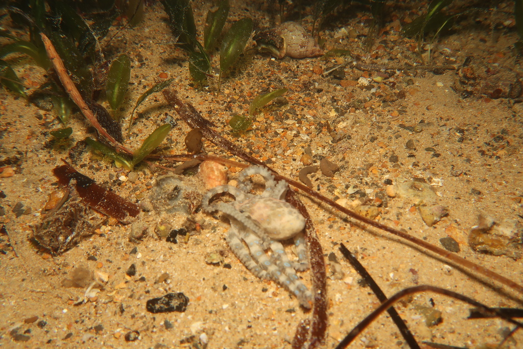 Lesser Blue-ringed Octopus from Edithburgh Jetty on April 4, 2025 at 09 ...