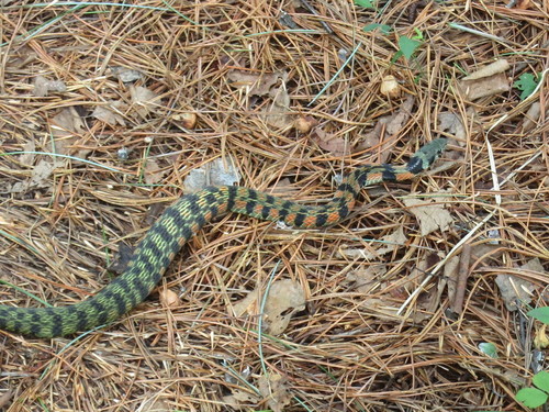 Tiger Keelback, Rhabdophis tigrinus
