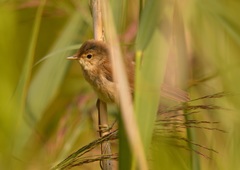 Acrocephalus scirpaceus