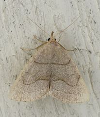 Zanclognatha pedipilalis