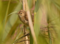 Acrocephalus scirpaceus