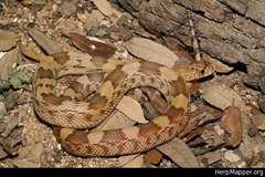 Pituophis deppei jani