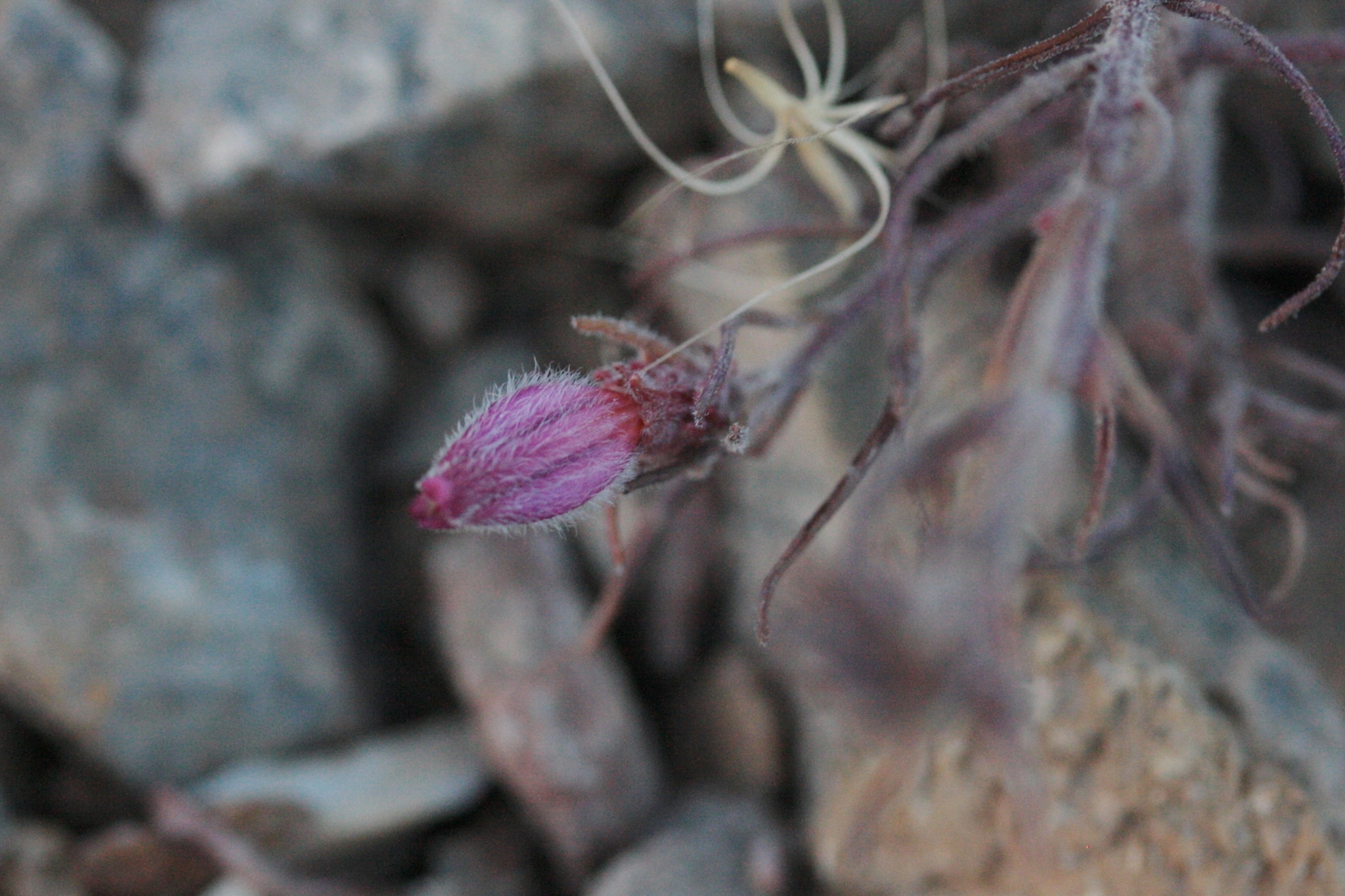 Cordylanthus kingii ssp. helleri