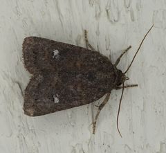 Pseudorthodes vecors