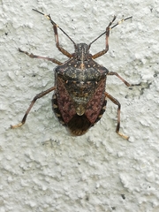 Halyomorpha halys
