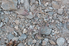 Cordylanthus kingii helleri