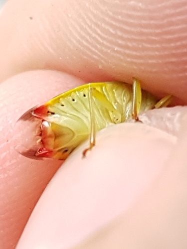 Krūminė Skydblakė nuotrauka