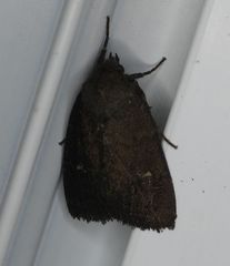 Pseudorthodes vecors