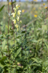 Aconitum anthora