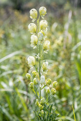Aconitum anthora