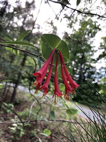 Lonicera sempervirens