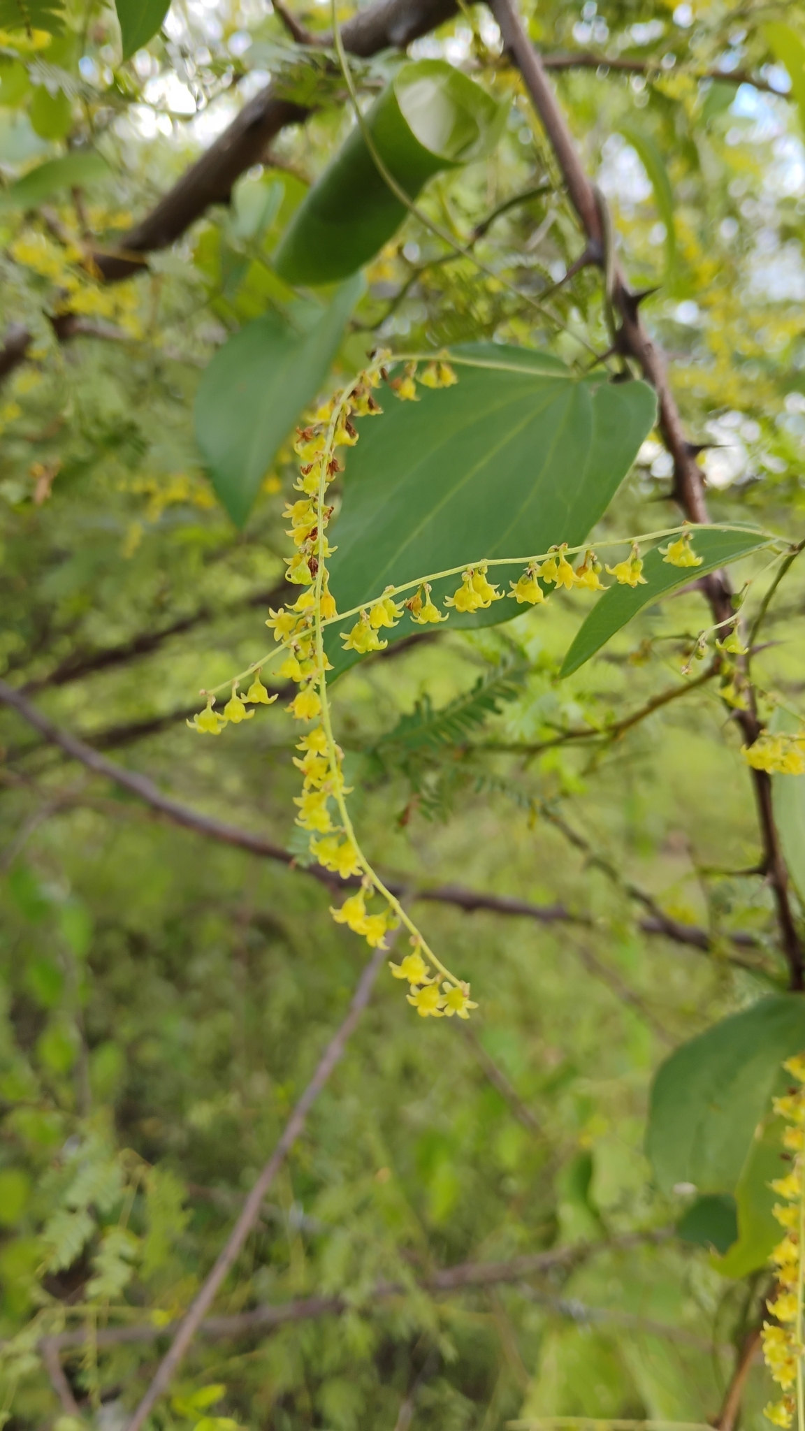 Dioscorea mucronata