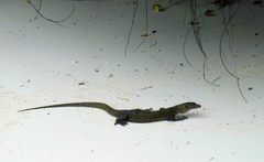 Varanus indicus