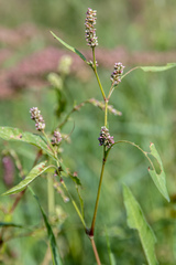 Persicaria tomentosa