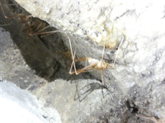 Hadenoecus subterraneus