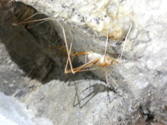 Hadenoecus subterraneus