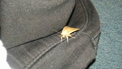 Mythimna unipuncta