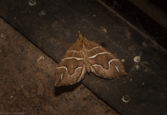 Chaetolopha leucophragma