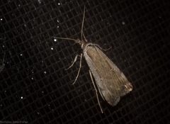 Tathorhynchus fallax