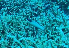 Anampses neoguinaicus