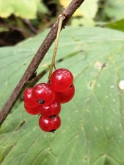 Ribes atropurpureum