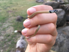 Rhynchocalamus melanocephalus
