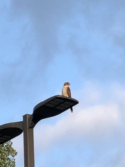 Accipiter cooperii