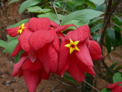 Mussaenda erythrophylla