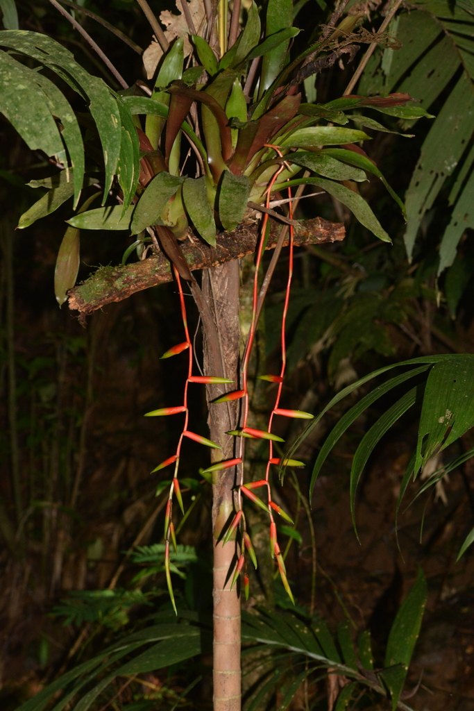 Vriesea simplex