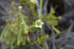 Diosma oppositifolia