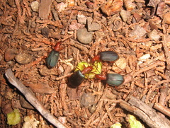 Brachinus elongatulus