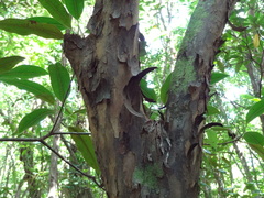 Aphloia theiformis