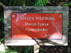 Aphloia theiformis