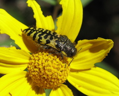 Acmaeodera decipiens