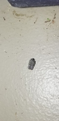 Flatoidinus punctatus