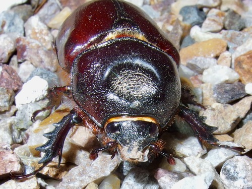 Ox beetle