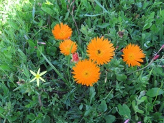 Lampranthus aureus