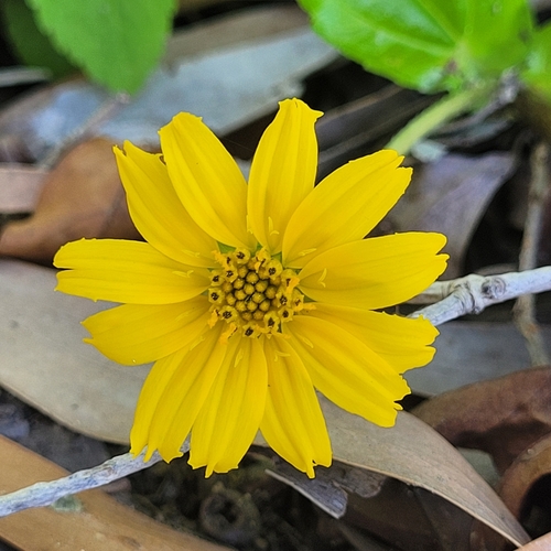 Sphagneticola trilobata observed 2025-04-22