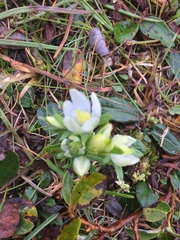 Lomatogonium rotatum