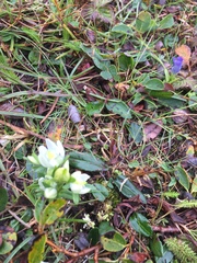 Lomatogonium rotatum